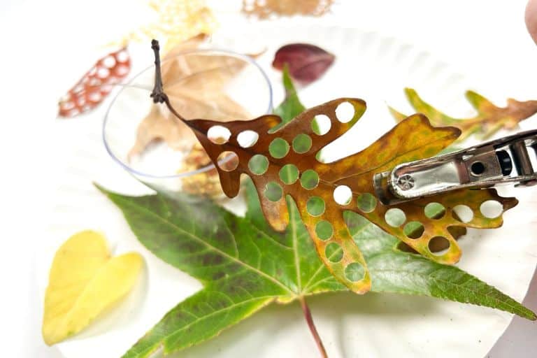 leaf confetti