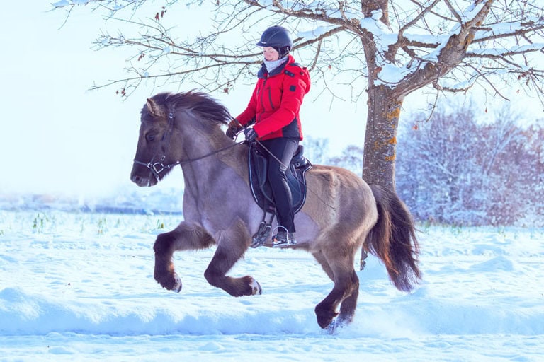 Isländer nach der Schur im Winter