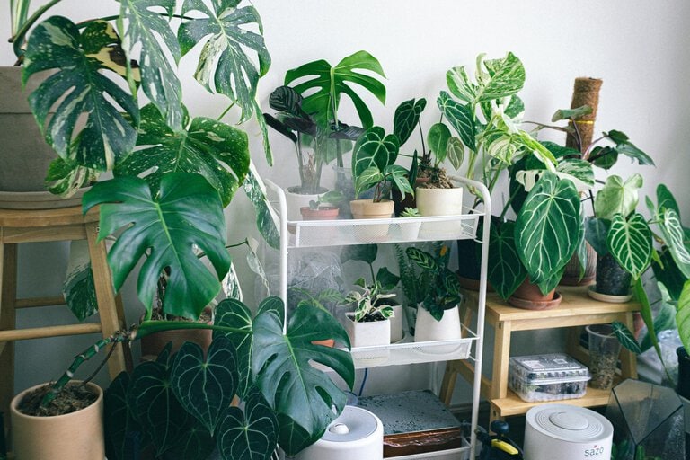 Houseplants
