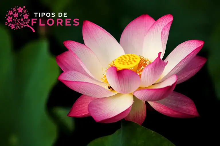 flores de loto