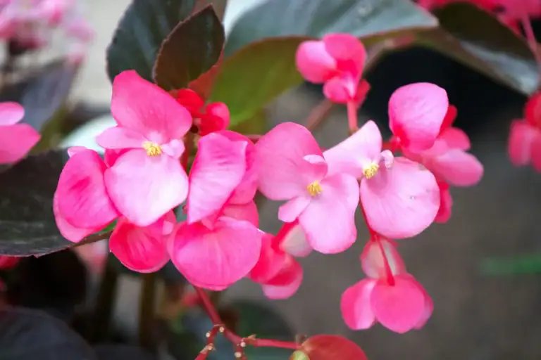 Begonia
