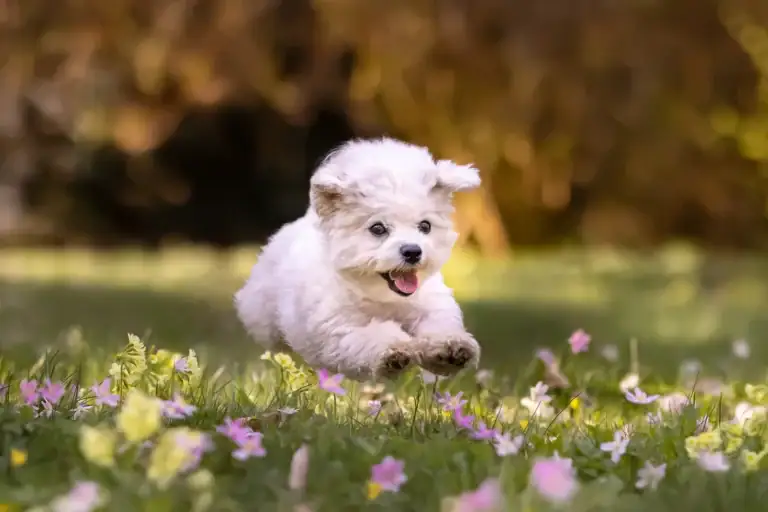 Hund springt über eine Bliumenwiese