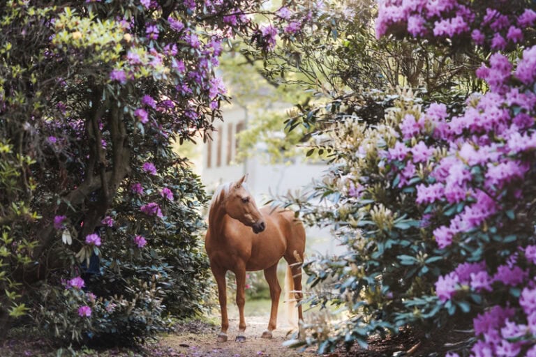 Pferd im Rhododendronwald Tannenfeld