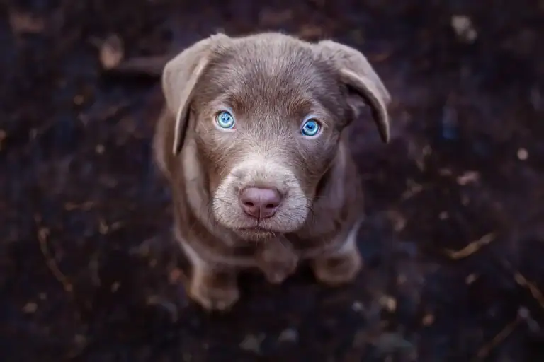 Welpe schaut in die Kamera