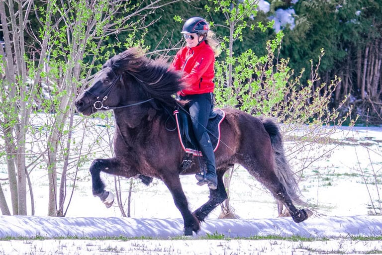 Islandpferd beim Training mit Silvia Ochsenreiter Egli