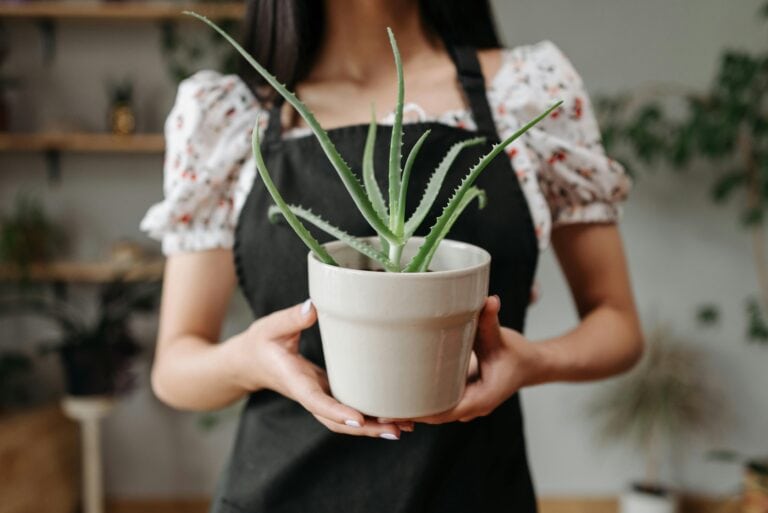 Woman holding aloe vera