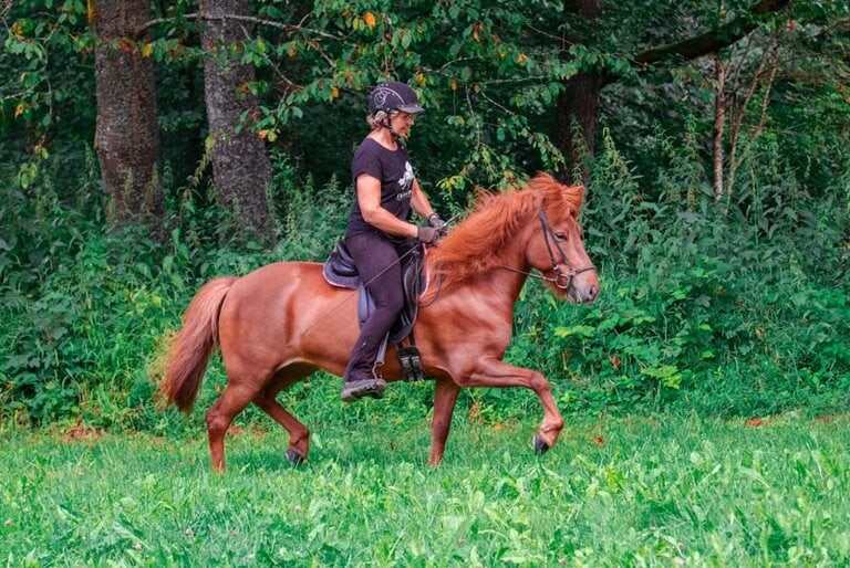 Islandpferd im ruhigen, gleichmäßigen Trab – effektives Konditionstraining für lange Strecken.
