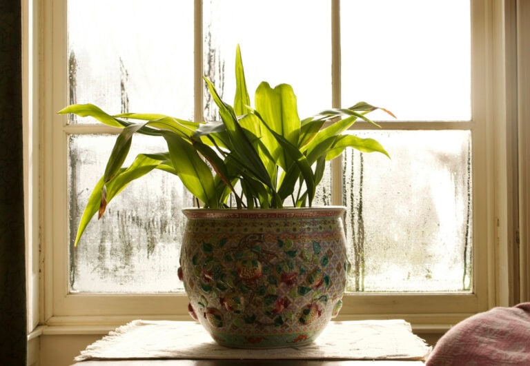 Houseplant