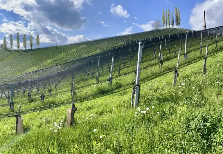 Südsteirische Weinstraße Österreich Genussreisen