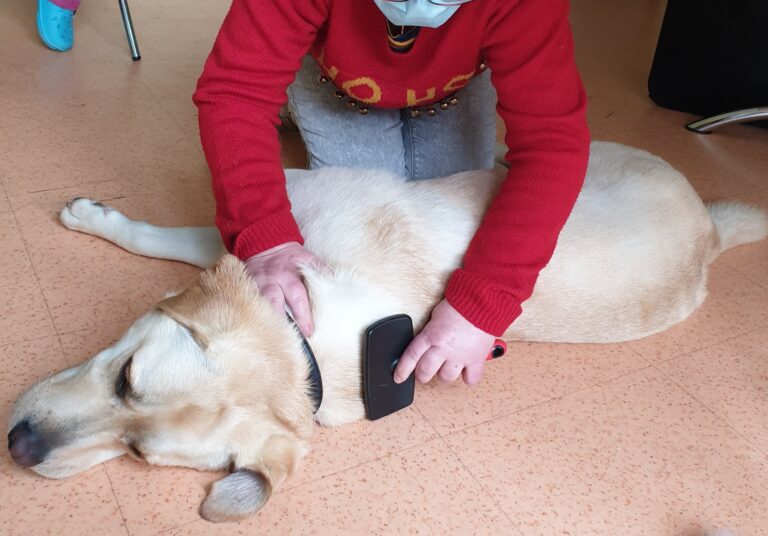 Atelier de médiation animale avec chien médiateur pour publics vulnérables