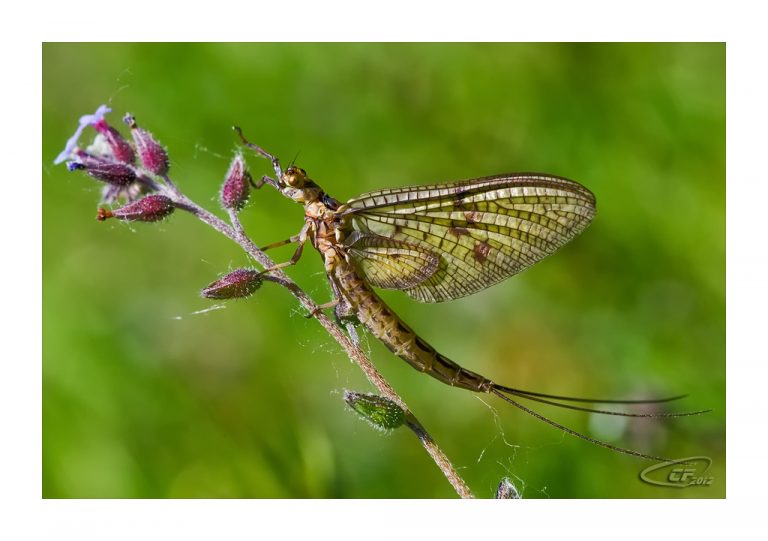 La reine des éphémères : la mythique mouche de mai