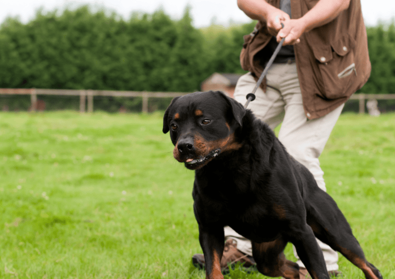 Chien qui tire fortement en laisse lors d'une promenade