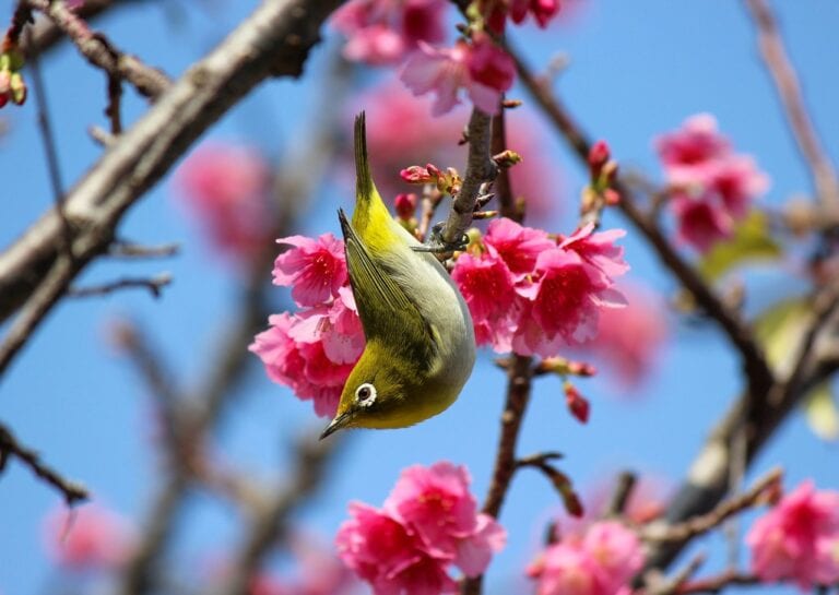 沖繩的櫻花祭 Naha Sakura