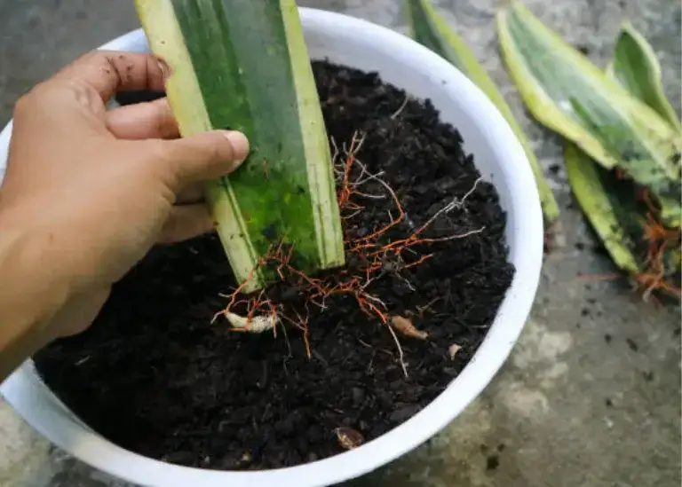 Propagating Snake Plant in Soil