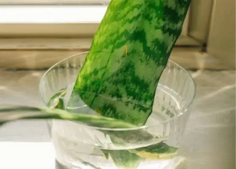 Propagate Snake Plant in Water