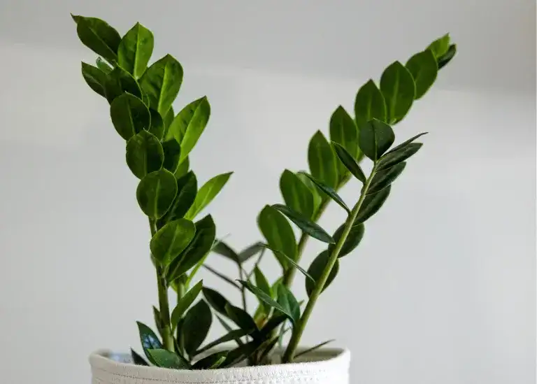 ZZ Plant (Zamioculcas zamiifolia)