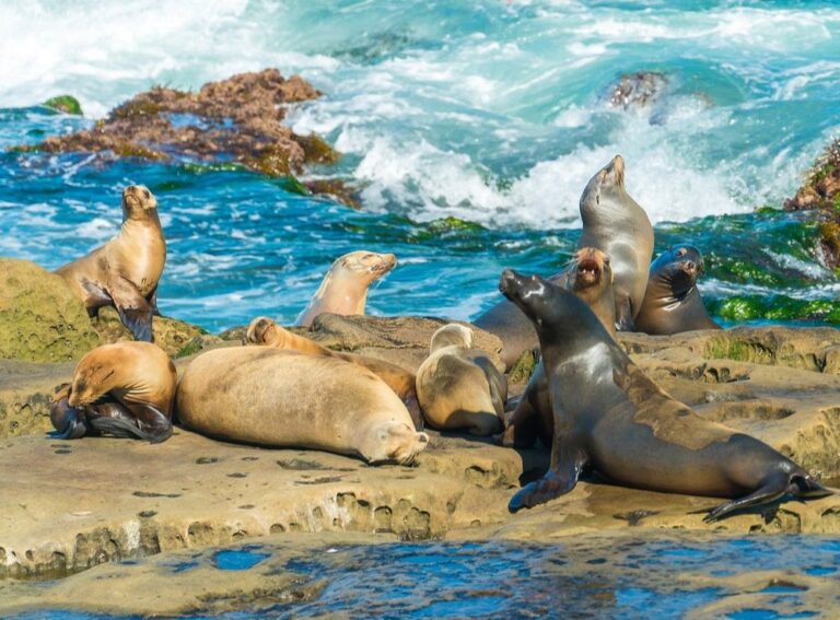 Sea Lions basking in the Sun in La Jolla Cove - Image Courtesy of TripAdvisor.com