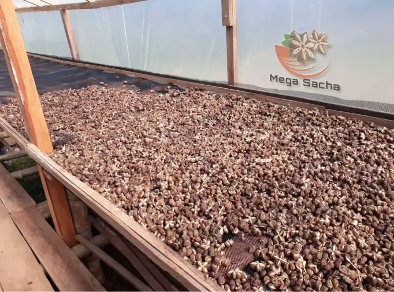 Agricultura sostenible con Sacha Inchi