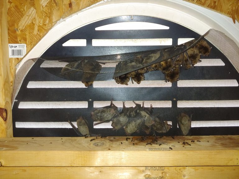 Bat Removal Clayton NC