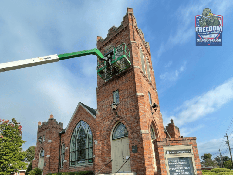 Bat Removal Benson NC