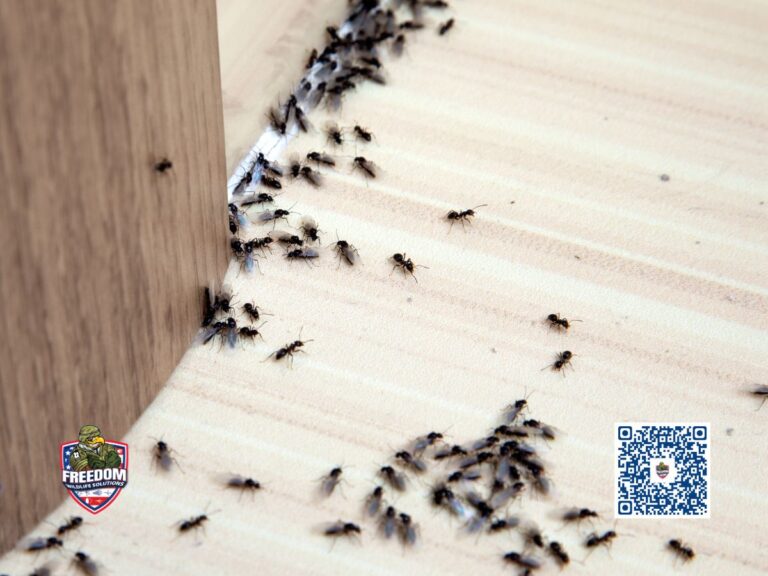 Ant Control in Dunn, NC