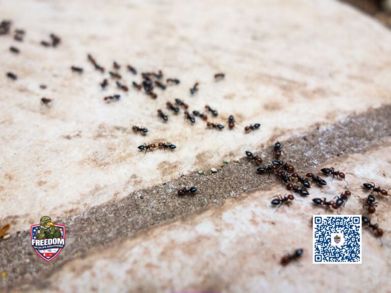 Dunn, NC Ant Control