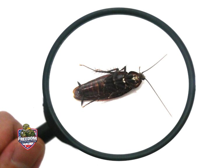 Lillington, NC Pest Control and Wildlife Removal