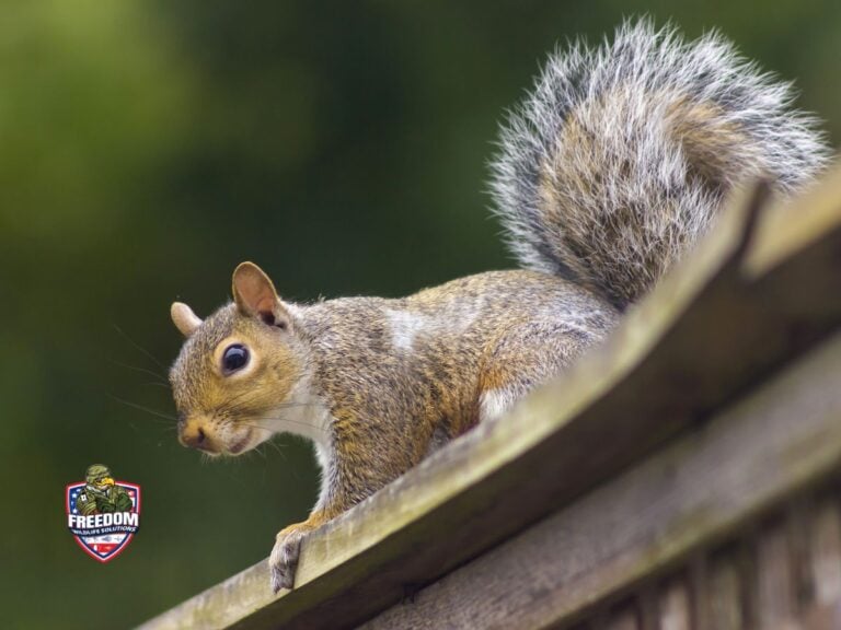 Pest Control and Wildlife Removal in Benson, NC