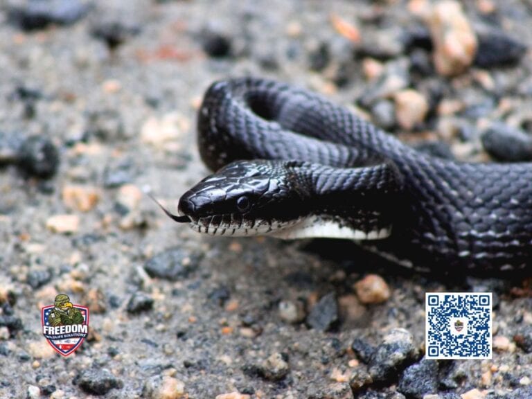 Snake Removal in Benson, NC