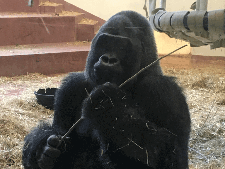 Philadelphia Zoo Primates