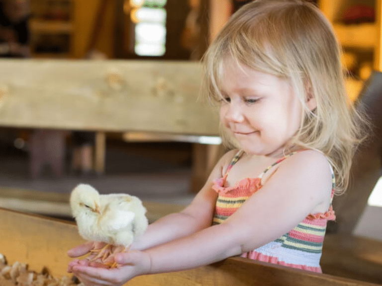 Little girl holding a baby chick smiling
