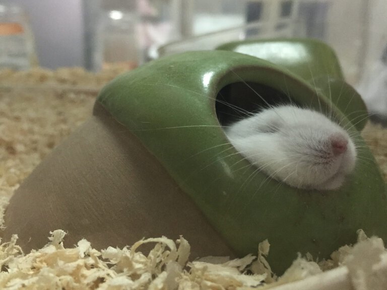 yawning-hamster