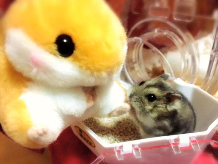 hamster-and-stuffed-animal