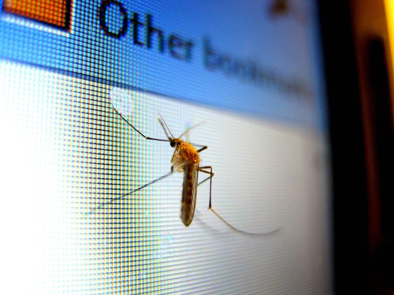 Bug Report: Hinton, Alberta – 2026-03-17