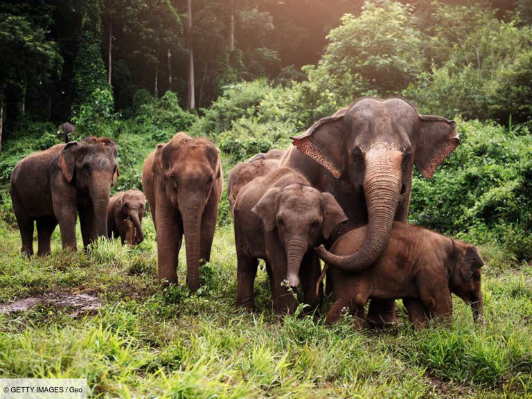 Les éléphants d'Asie, Magazine Pages Jaunes