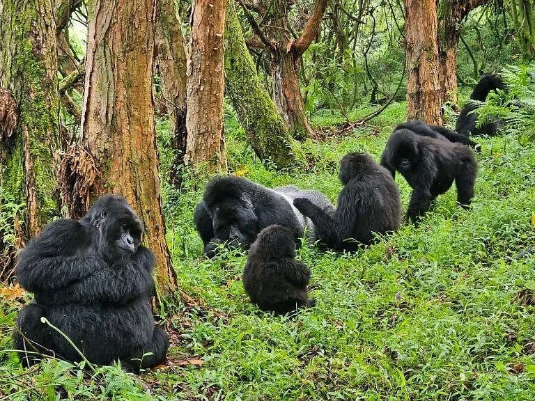 Gorilla trekking in Bwindi
