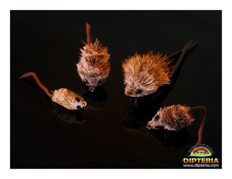 Montages réalistes de mulot pour la pêche à la mouche www.dipteria.com