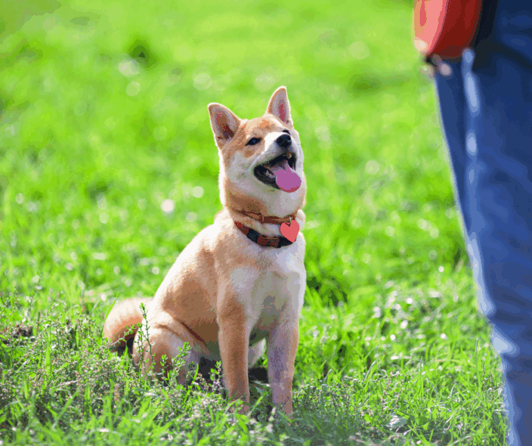 Séance d’éducation pour chien
