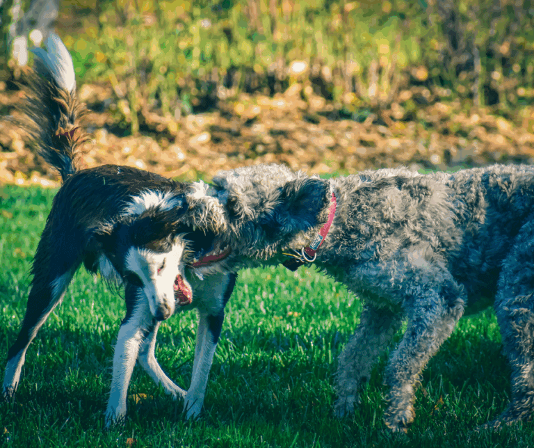 Chien réactif en cours de rééducation comportementale dans le centre-ville de Chartres