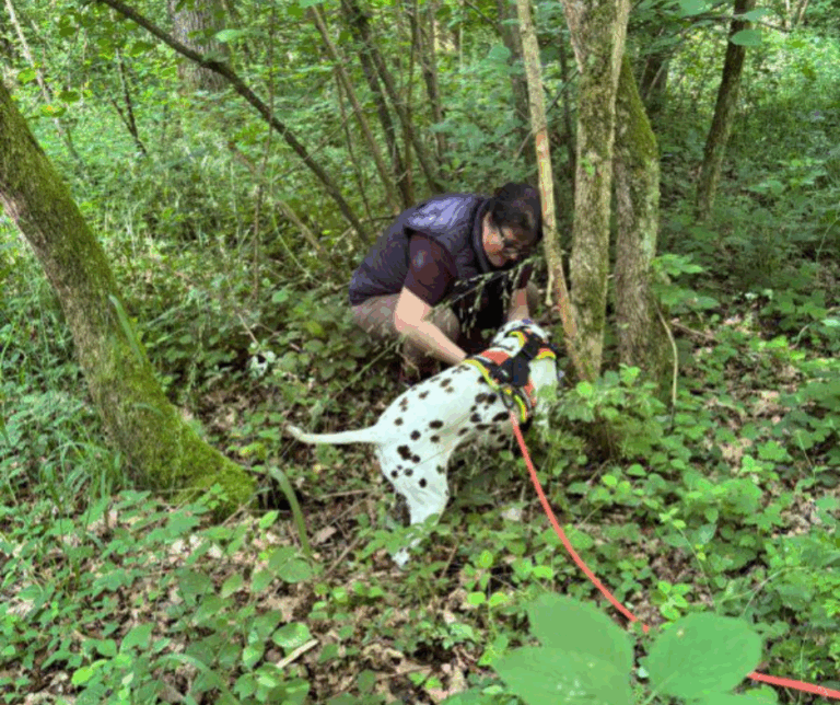 Chien reniflant une piste pendant un entraînement de pistage à Rambouillet