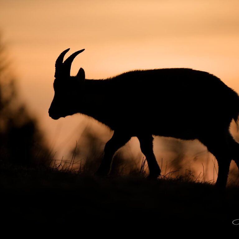 Alpine shade (Female Alpine Ibex)