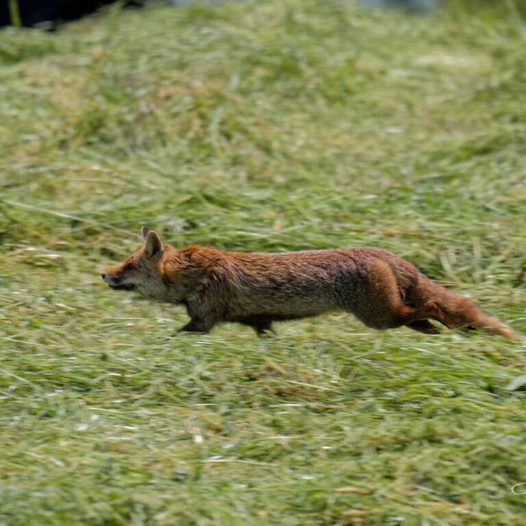 When Mr Fox doesn't wait for the tractor to finish mowing before going to hunt voles...