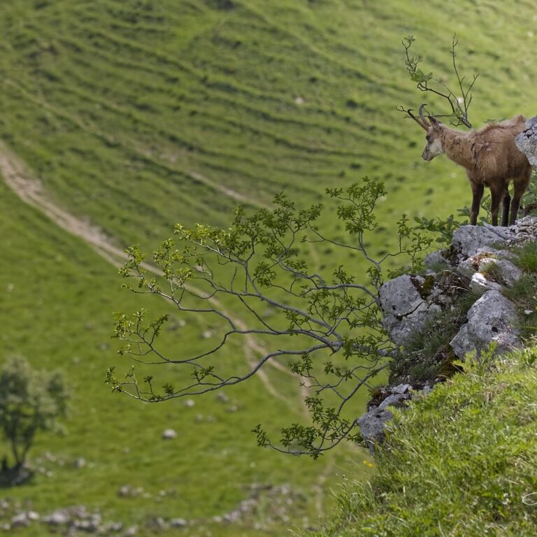 Lookout from the peaks (Chamois)