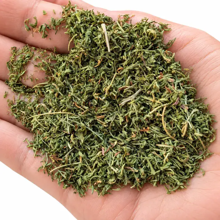 Gerebelter Feinschnitt aus Artemisia-annua-Blättern (Einjähriger Beifuß) auf der Hand