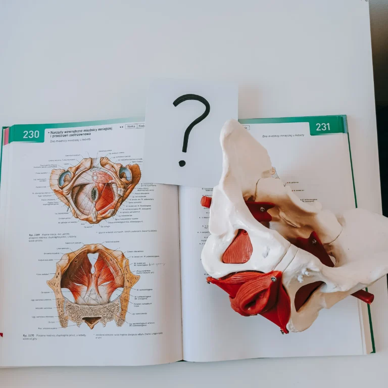 Model miednicy ułożony na podręczniku