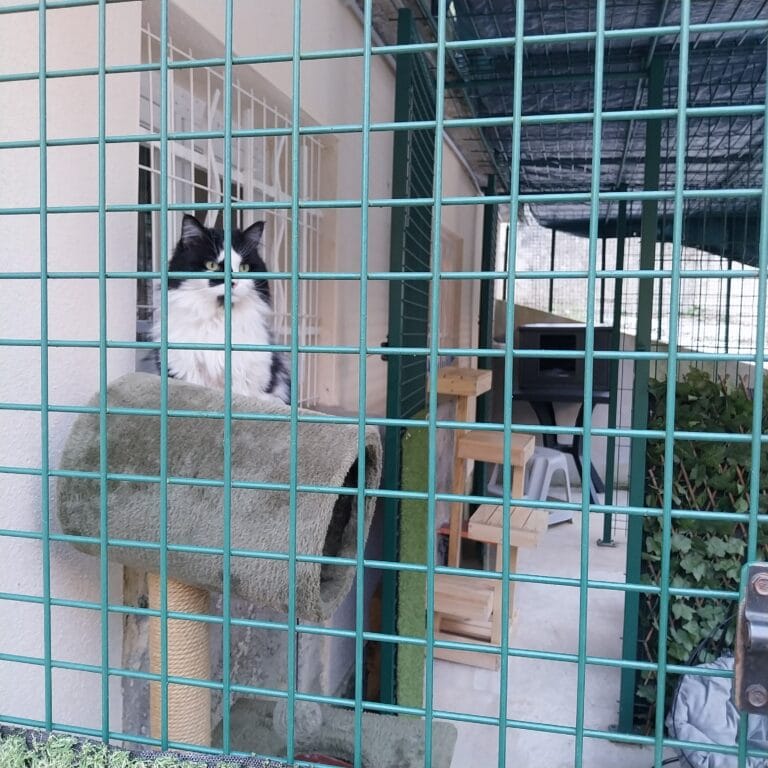 Pet sitter – garde de chats et chiens à domicile