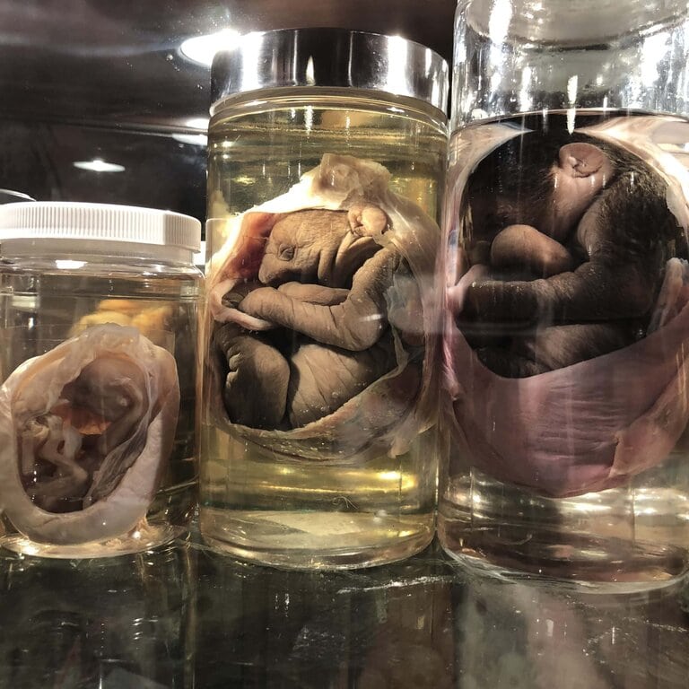 sloth fetus wet specimens