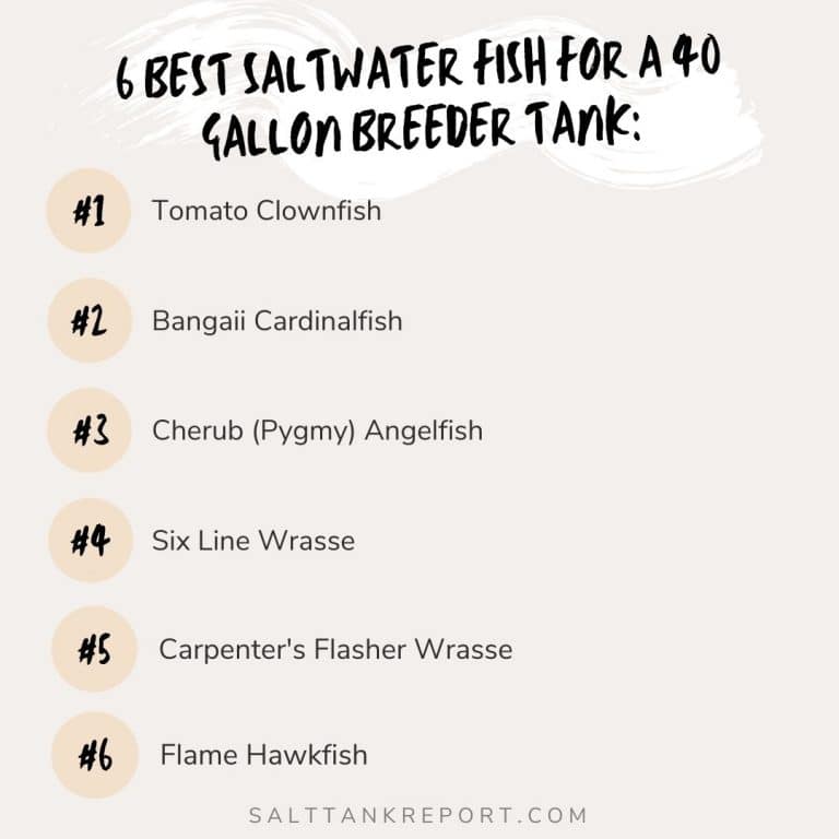 best saltwater fish for 40 gallon breeder