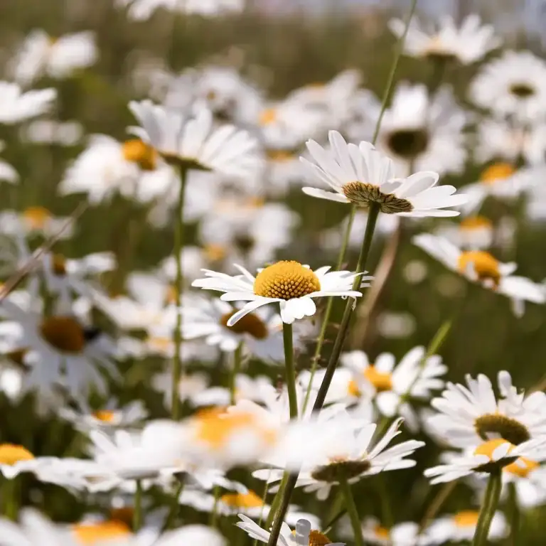 Frische Blüte der Echten Kamille mit weißen Blütenblättern und gelber Mitte in der Natur.