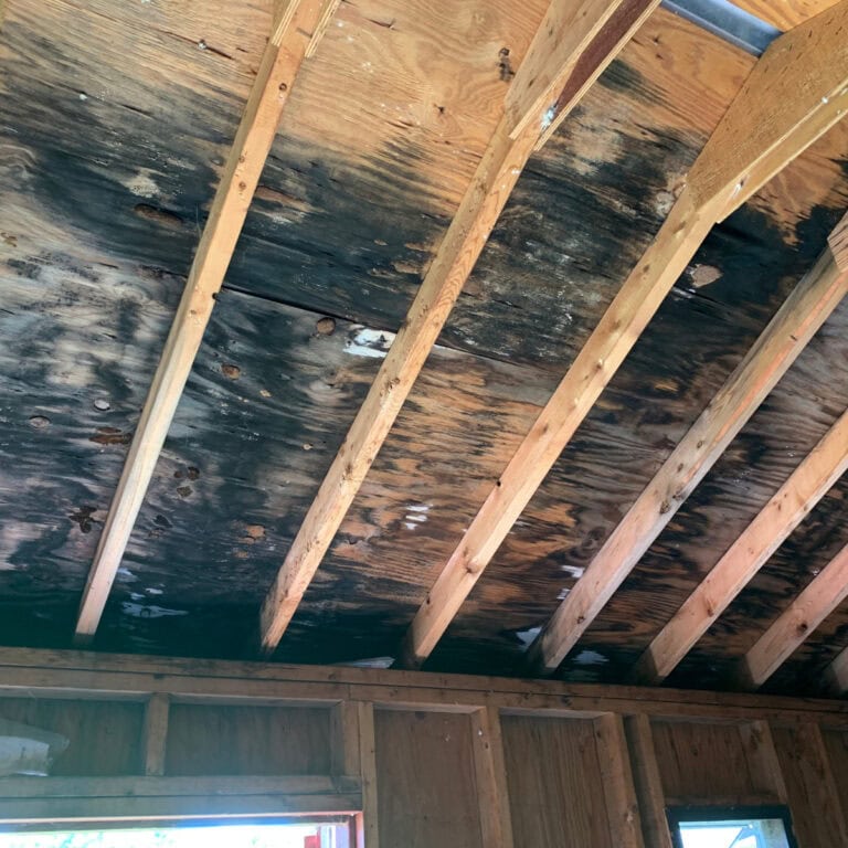 Why attic mold removal should be a priority in Toronto